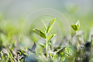 Green tea bud and fresh leaves. Tea plantations