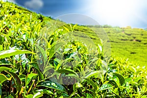 Green tea bud and fresh leaves. Tea plantations fields in Nuwara Eliya, Sri Lanka