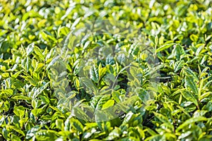 Green tea bud and fresh leaves. Tea plantations