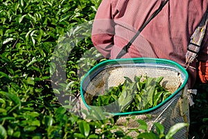 Green tea bud leaves in basket while famer harvesting, tea plant