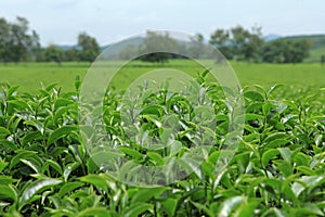 Green tea bud and leaves