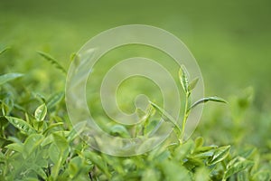 Green tea bud and leaves