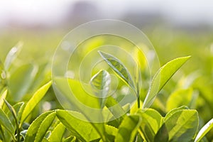 green tea bud and leaves