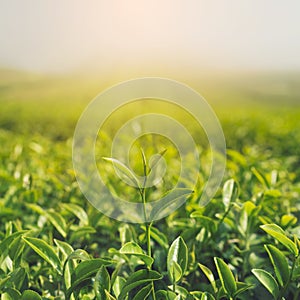 Green tea buds and leaves at early morning on plantation and sunrise