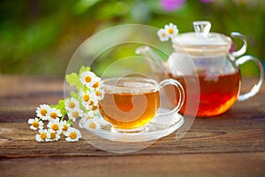 Green tea with chamomile in beautiful cup photo