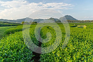 Green tea curve with mountain background, Chiang Rai, Thailand