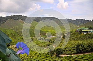 Green tea farm