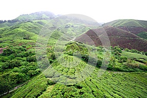 Green tea plant