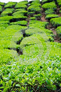 Green Tea Farm
