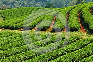 Green Tea Farm
