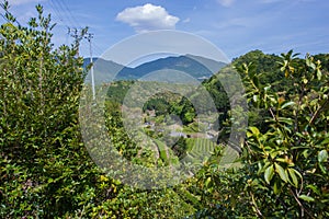 Green tea farm in Wakayama prefecture