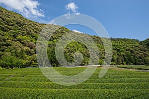 Green tea farm in Wakayama prefecture