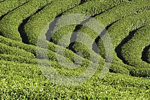 Green tea field