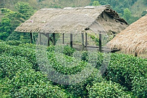 Green tea field and bamboo hut