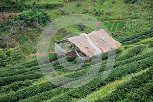 Green tea field and bamboo hut