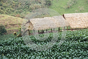 Green tea field and bamboo hut