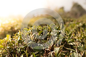 Green tea field with blue sky and morning sun light effect. Spring time landscape and background.