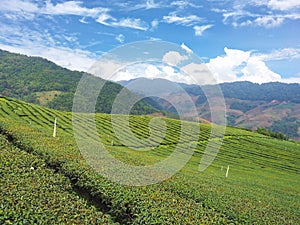 Green tea field with blue sky and white clouds