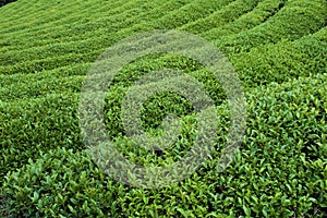 Green tea field in Boseong, South Jeolla Province, Korea