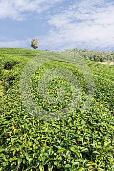 Green Tea Field , Chiangrai In Thailand