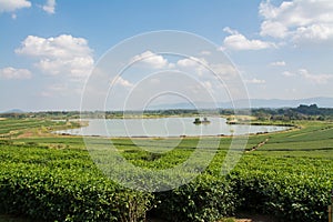 Green tea field, Chiangrai in Thailand