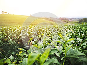 Green tea field on the mountain