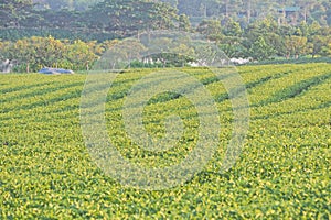 Green tea field plantation landscape background