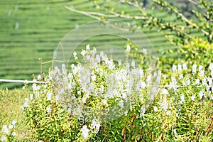 Green tea field plantation landscape background