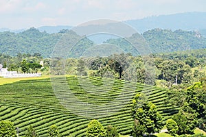 Green tea field plantation landscape background