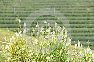 Green tea field plantation landscape background