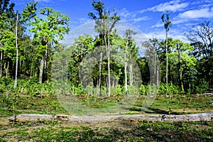 Green tea field in the rain forest