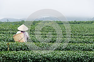 Green tea field