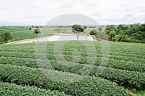 Green tea field