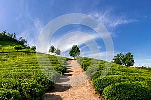 Green tea fields in Boseong