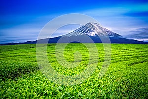 Green tea fields and Fuji mountain in Japan