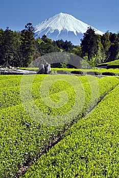 Green tea Fields III