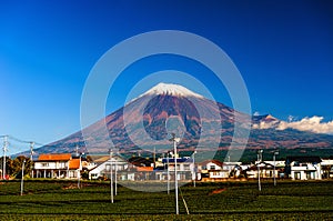 Green tea fields and Mount Fuji