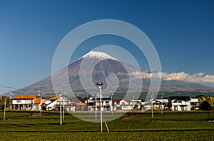 Green tea fields and Mount Fuji