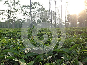 Green tea fields sunrise