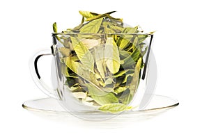 Green tea freshness photo