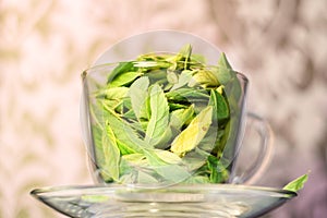 Green tea freshness photo