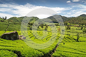 Green tea garden with blue sky