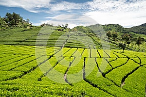 Green tea garden with blue sky