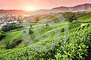 Green tea garden on the hill