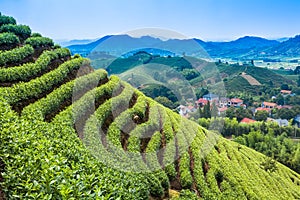 Green tea garden on the hill
