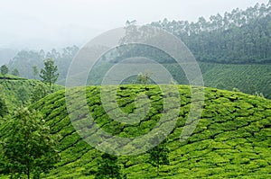 Green tea gardens in Munnar highland,Kerala,Western Ghats,India photo