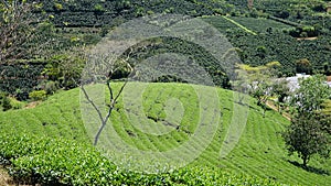 Green tea hill from 1932 in Cau Dat, Da Lat