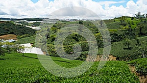 Green tea hill from 1932 in Cau Dat, Da Lat photo