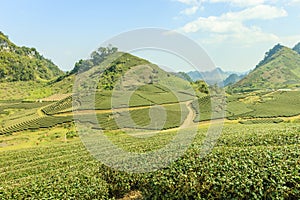 Green tea hills