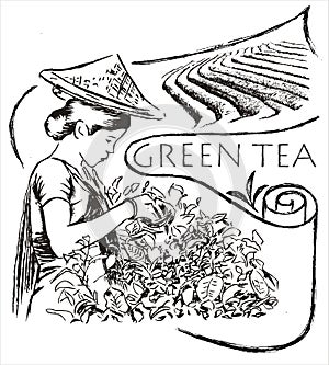 Green tea illustration